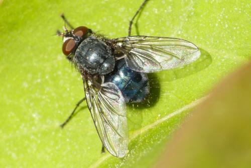Réf. 252 653 : Calliphora sp.